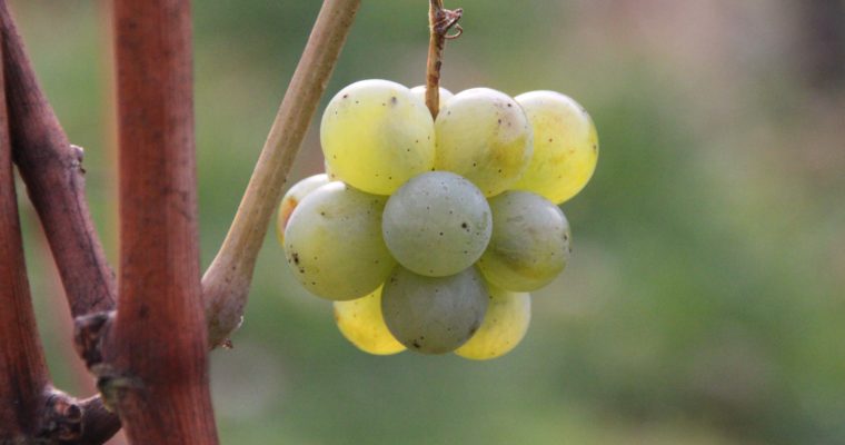 Chardonnay s’il vous plait