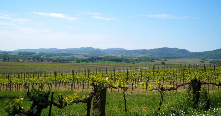 Weinregion Pfalz