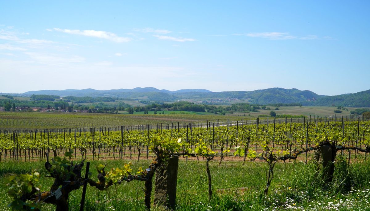 Weinregion Pfalz