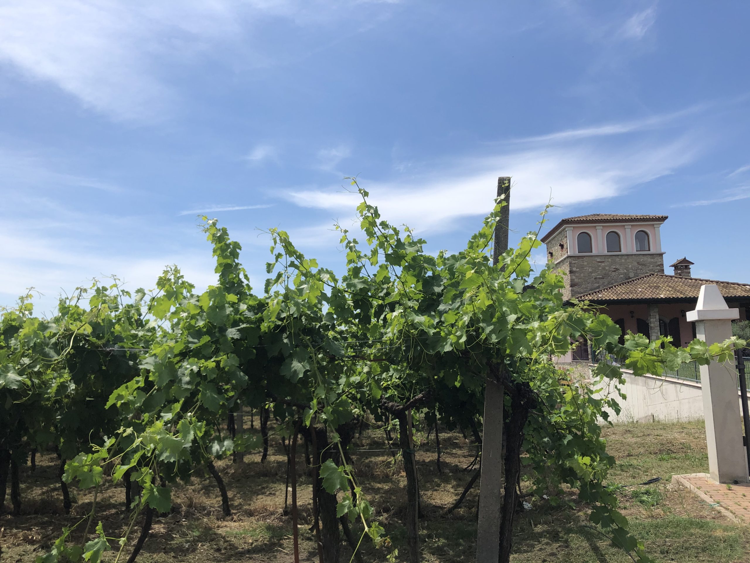 Weinregion Venezien – alles Lugana oder was?