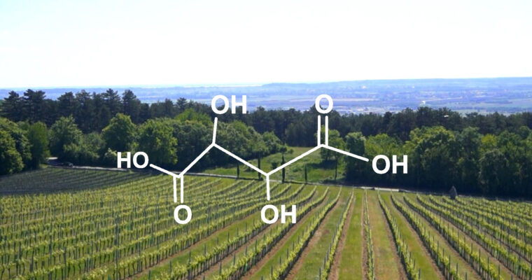 Weinwissen: Säuregehalt