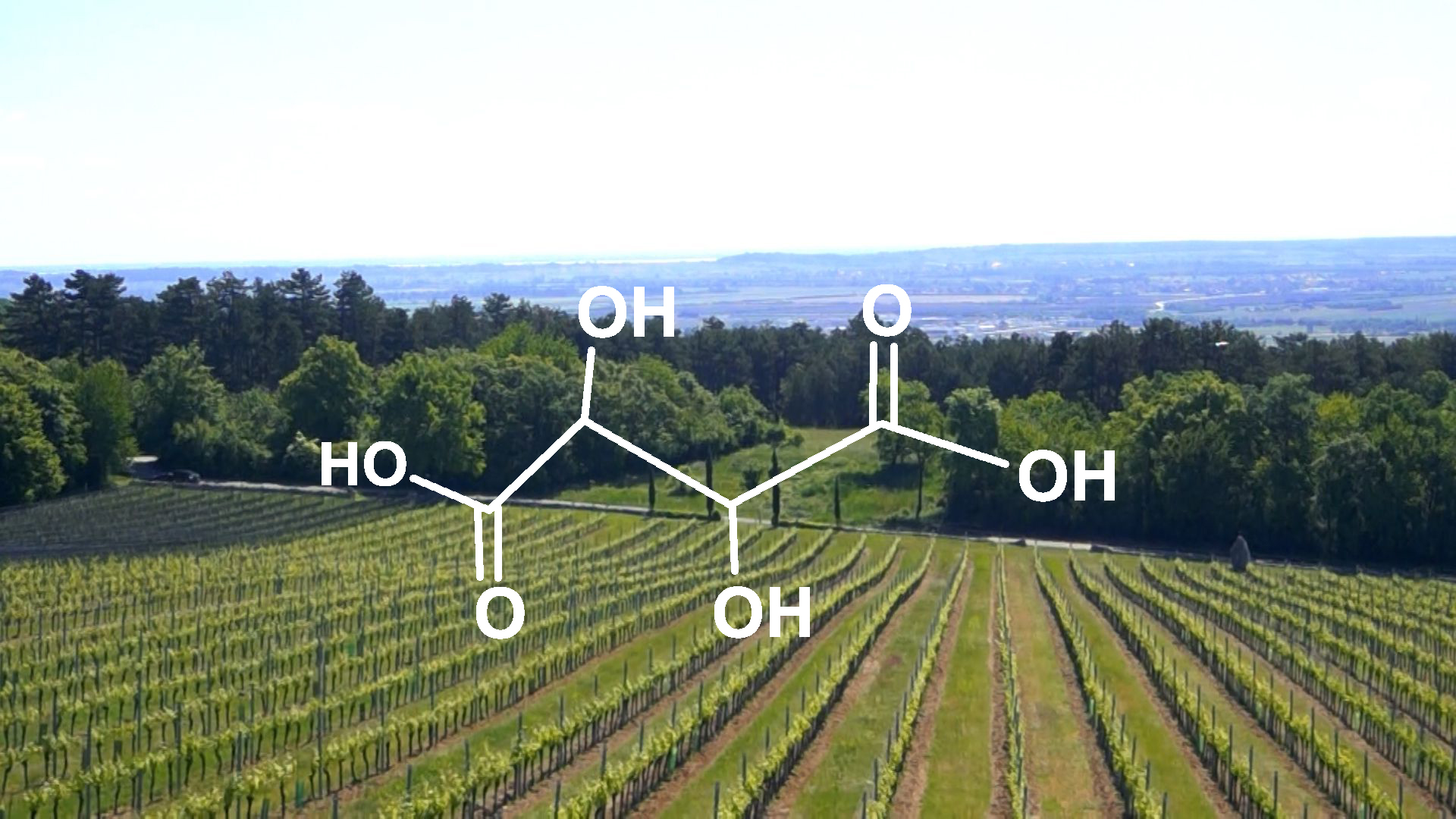 Weinwissen: Säuregehalt