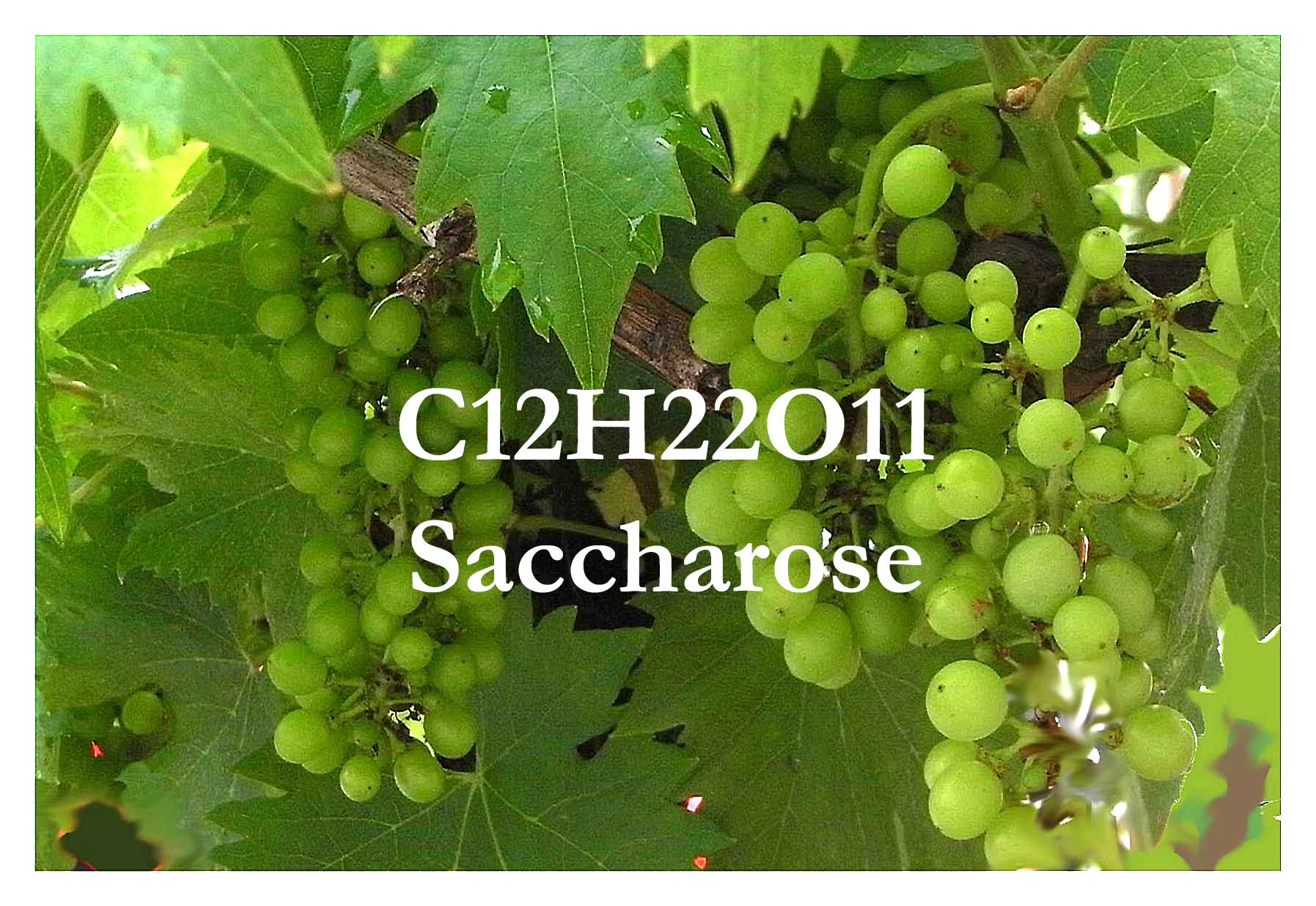 Weinwissen: Zuckergehalt