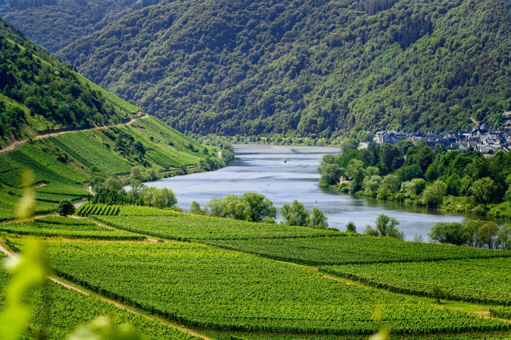 Weinberg entlang Flußtal