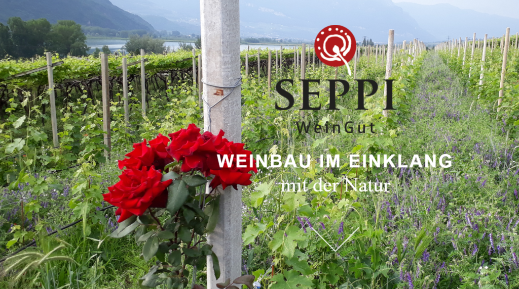 WeinGut Seppi, Kaltern, Südtirol_Homepage