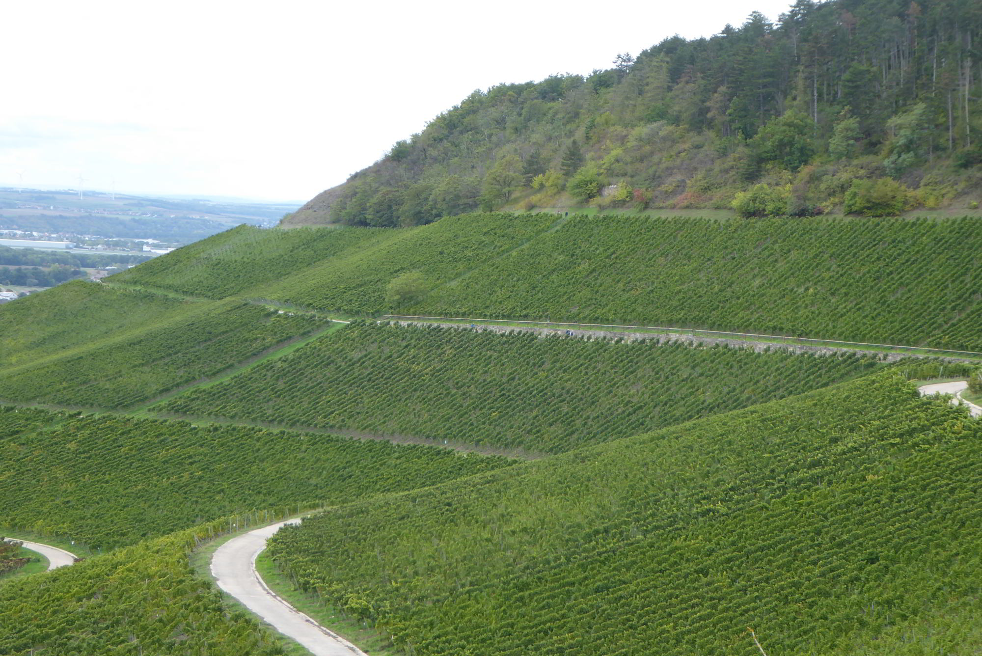 Wein-Region Franken