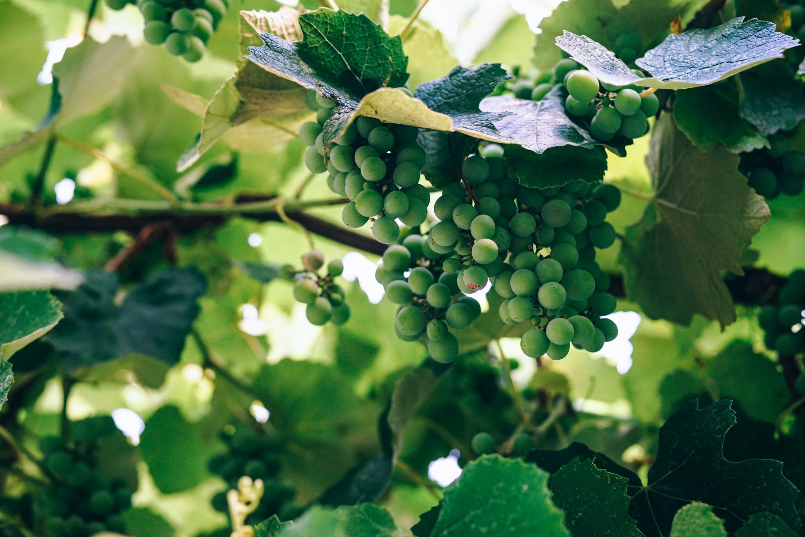 Riesling – die deutsche Vorzeige-Rebsorte